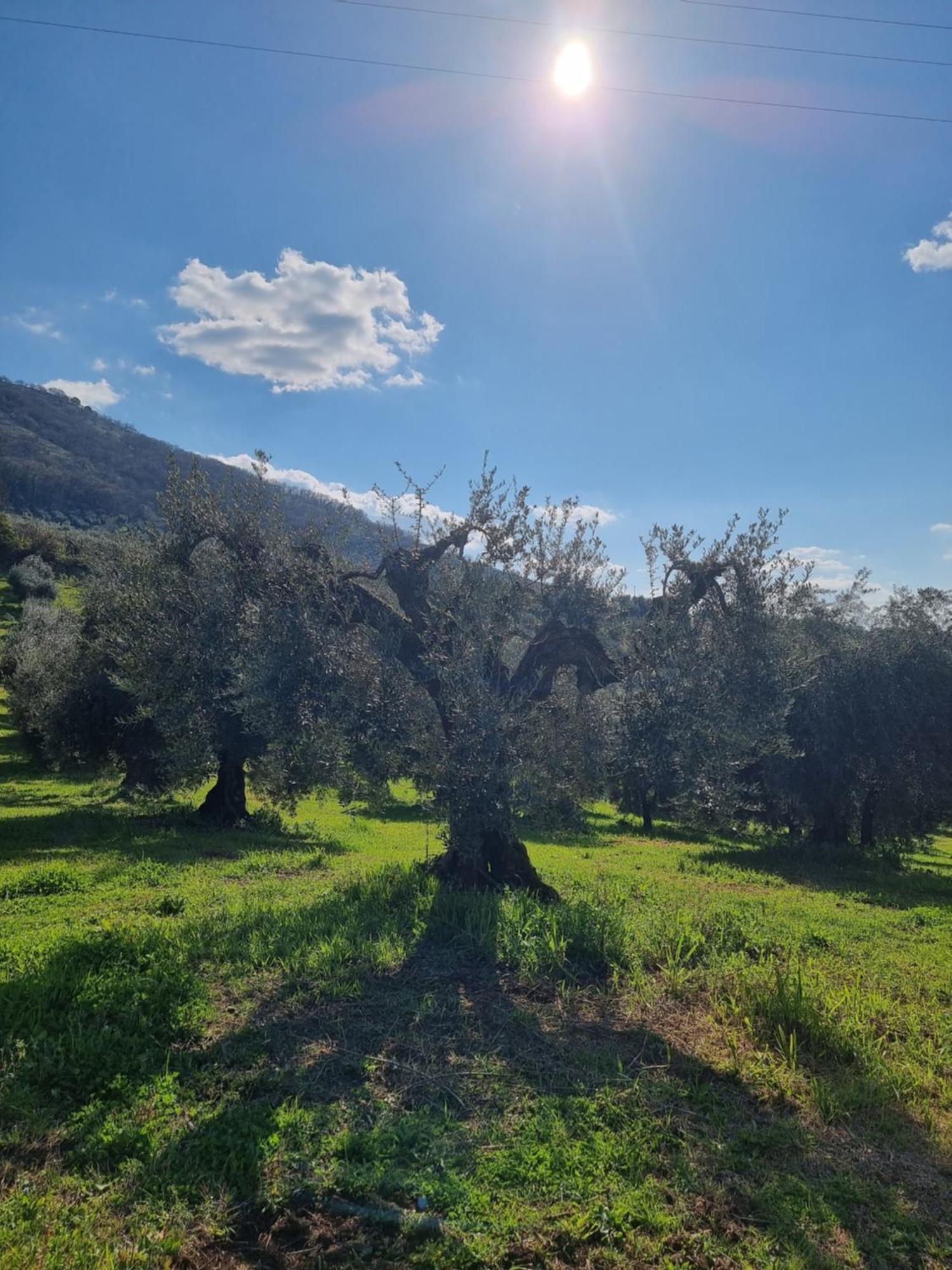 Rocca Massima Casale Dei Priori Bed & Breakfast エクステリア 写真
